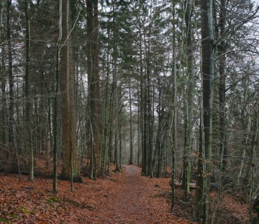 Unlock the Secrets of Free Streaming on Flixtor.to: A Complete Guide New Jersey News