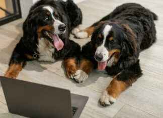 Conjoined Twins Sad News Abby And Brittany Pregnant Conjoined Twins Sad News Abby And Brittany Pregnant