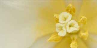 Ferguson Center For The Arts Newport News