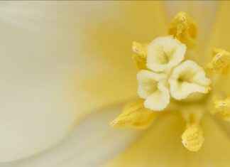 Ferguson Center For The Arts Newport News Ferguson Center For The Arts Newport News