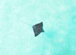 Florida Fish And Wildlife Conservation Commission News Florida Fish And Wildlife Conservation Commission News