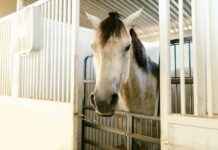 Humane Society Of The Treasure Coast News