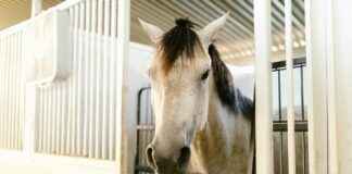 Humane Society Of The Treasure Coast News