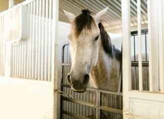 Humane Society Of The Treasure Coast News Humane Society Of The Treasure Coast News