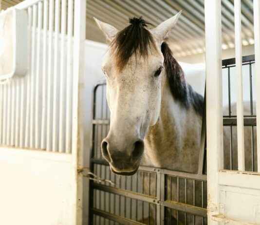Humane Society Of The Treasure Coast News