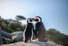 Is Simone Biles Pregnant Or Is This Fake News Is Simone Biles Pregnant Or Is This Fake News