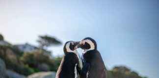 Is Simone Biles Pregnant Or Is This Fake News