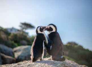 Is Simone Biles Pregnant Or Is This Fake News Is Simone Biles Pregnant Or Is This Fake News