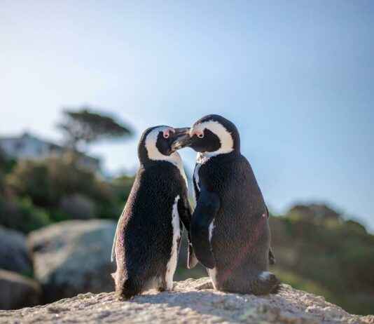 Is Simone Biles Pregnant Or Is This Fake News