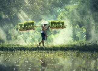 Rice Owls Football vs Army Football Match Player Stats Rice Owls Football vs Army Football Match Player Stats