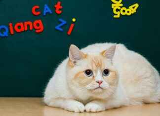 SchoolBegin – School News In Nigeria And Free Guide SchoolBegin - School News In Nigeria And Free Guide