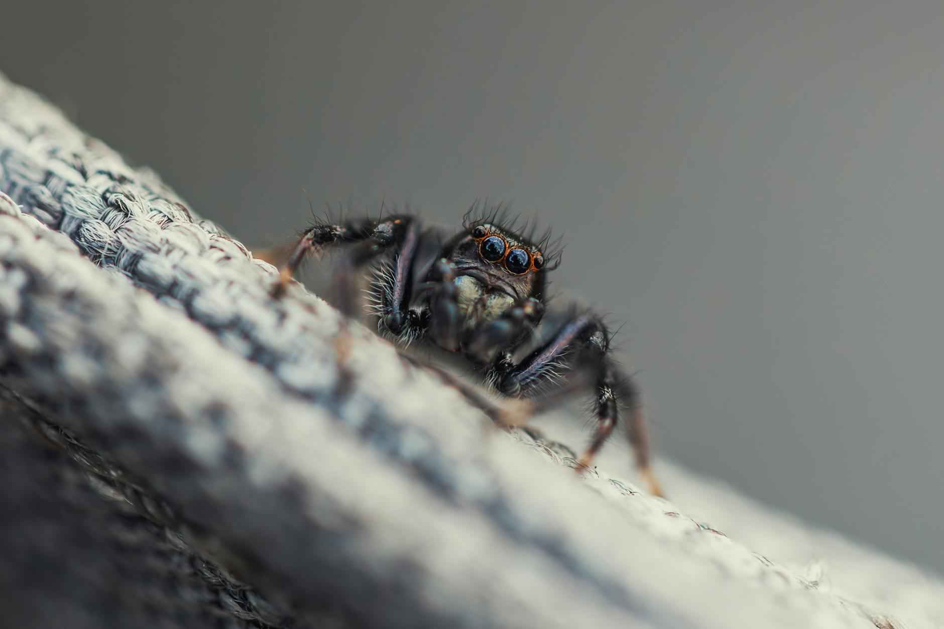 Why People Are Calling From 818