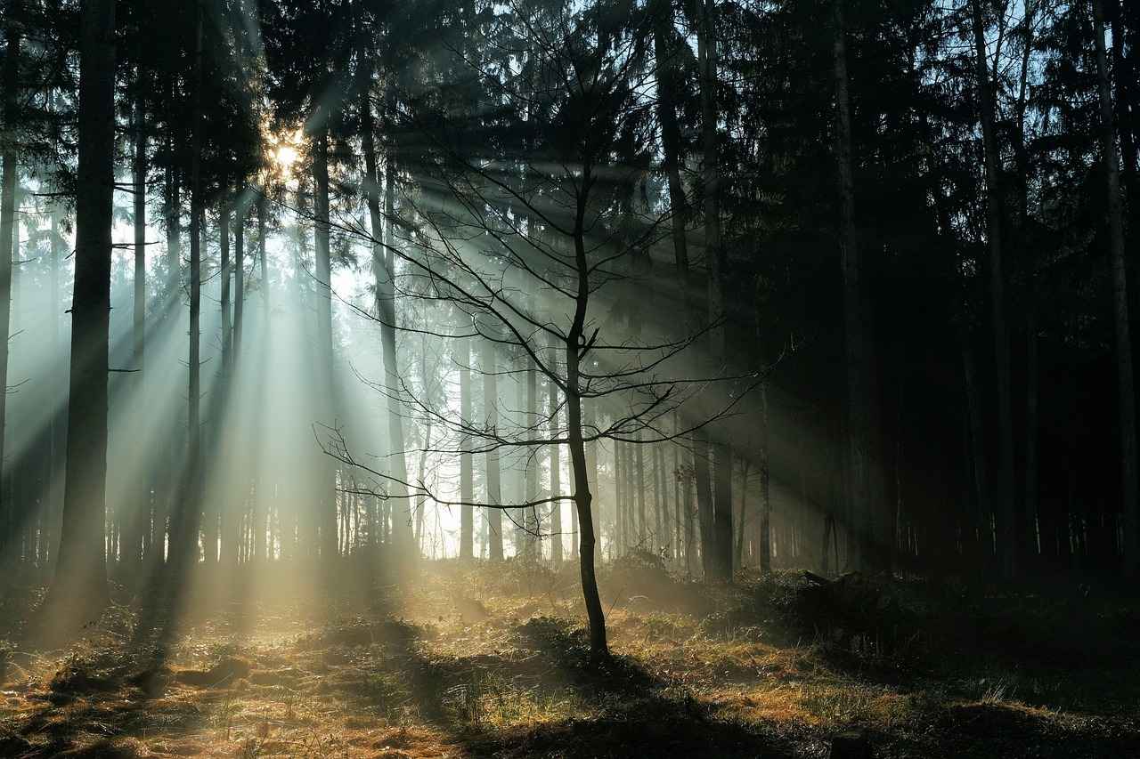 Conclusion: The 919 Experience