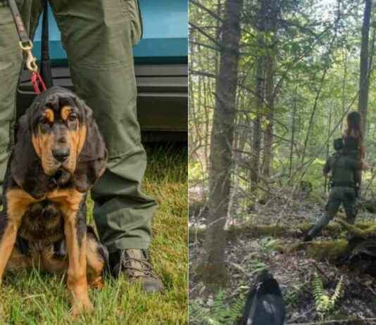 Bloodhound Rescues Missing 5-Year-Old Girl in Maine Swamp bloodhound-rescues-missing-5-year-old-girl-in-maine-swamp