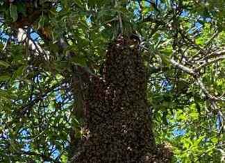 Broomfield Tree Bee Swarm Removal: What You Need to Know broomfield-tree-bee-swarm-removal-what-you-need-to-know
