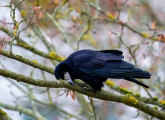 Clever Csusa Secrets Revealed: How To Boost Your Success Today