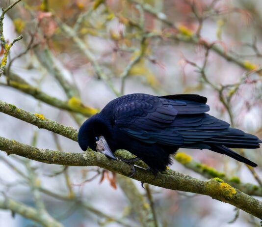 Clever Csusa Secrets Revealed: How To Boost Your Success Today New Jersey News