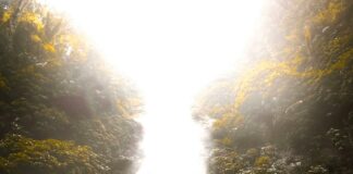 Shari Ann Chinnis Indianapolis: Discover Her Inspiring Journey Today