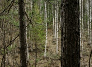 Flixtorz.to: Discover The Ultimate Streaming Experience Today