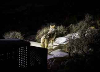 Seventh Gray Wolf Death Reported in Northwest Colorado seventh-gray-wolf-death-reported-in-northwest-colorado