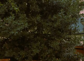 Hydra HD: Discover The Ultimate Solution For Stunning Visuals