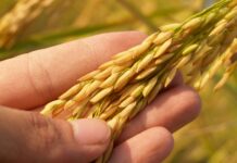 Ancient Grain In A Healthy Cereal: Why Nutrition Experts Recommend It New Jersey News