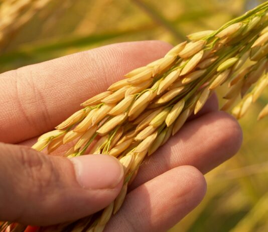 Ancient Grain In A Healthy Cereal: Why Nutrition Experts Recommend It New Jersey News