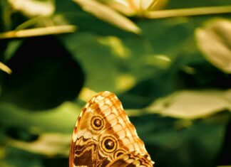 Adrianna Apostolec Secrets: How She Transforms Lives Organically