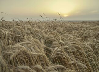 Winqizmorzqux Product Secrets Revealed: Unlock Amazing Benefits Now