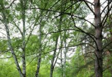 Fintechzoom.com DAX40 Today: Discover Powerful Market Insights Now New Jersey News