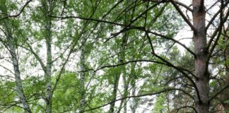 Fintechzoom.com DAX40 Today: Discover Powerful Market Insights Now New Jersey News