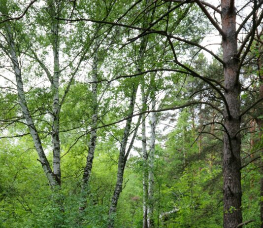 Fintechzoom.com DAX40 Today: Discover Powerful Market Insights Now New Jersey News