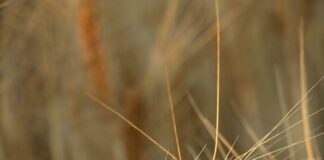 Ancient Grain In A Healthy Cereal: Why Nutrition Experts Recommend