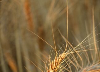 Ancient Grain In A Healthy Cereal: Why Nutrition Experts Recommend