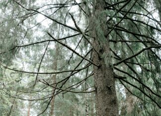 Freaky Fony Secrets Revealed: Unlock The Mystery Behind The Buzz