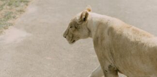 Tan Truong Paycom: Discover Powerful Insights and Expert Tips Today