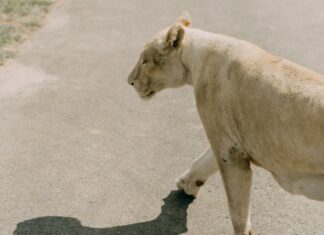 Tan Truong Paycom: Discover Powerful Insights and Expert Tips Today