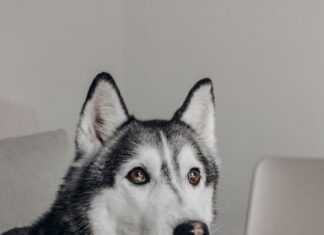 Srt-Lebron Huskies: Unveiling The Secrets Behind The Phenomenon