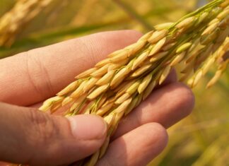 Ancient Grain In Cereal: Why It’s The Ultimate Healthy Choice