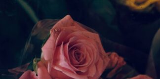 Center Pieces For A Wedding Nyt: Stunning Ideas To Wow Guests New Jersey News