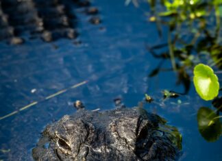 About Blog TurboGeekOrg: Discover Secrets That Boost Your Tech Insight