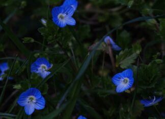 Veronica Keal: Discover The Secrets Behind Her Incredible Success