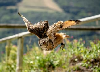 Clever In Csusa: Unlock Powerful Secrets To Boost Your Success