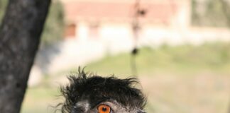 Spain Gedmatch 999915: Unlock Fascinating Genetic Secrets Today