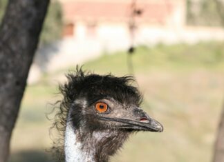 Spain Gedmatch 999915: Unlock Fascinating Genetic Secrets Today