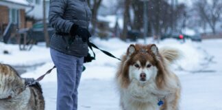 Srt-Lebron Toronto Huskies: Uncover The Untold Basketball Legacy