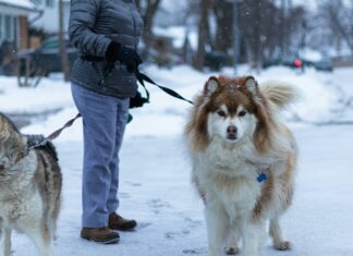 Srt-Lebron Toronto Huskies: Uncover The Untold Basketball Legacy