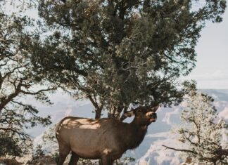 Arizona State Fall Break: Ultimate Guide To Fun and Adventure