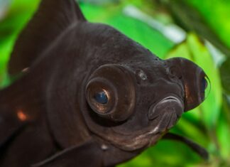 Goldfish Turning Black: Why Is Your Pet Changing Color Suddenly?