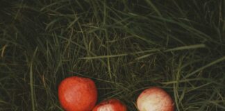 Plentiful NYT Insights: How Abundance Transforms Your Life Today